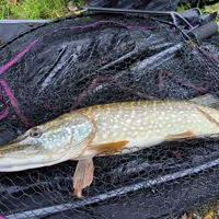 Wychwood Agitator Folding Predator Nets